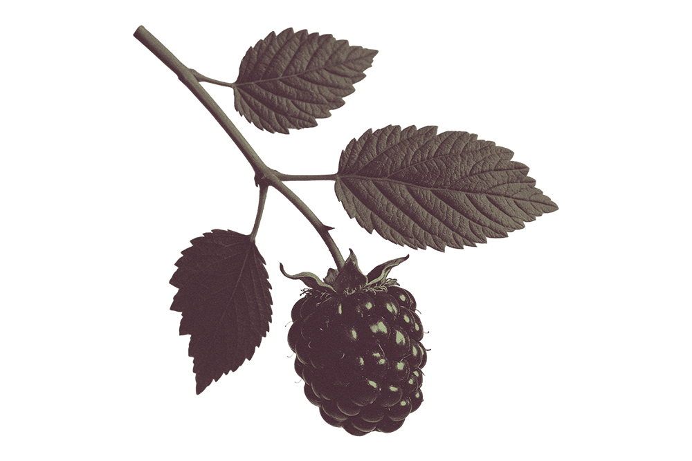 Mulberry